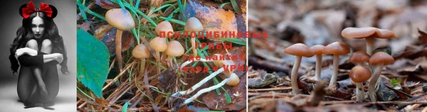 амф Пестово